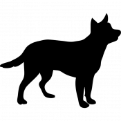 Niku, a Red Shiba Inu Dog