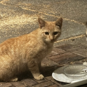 Tigger, a Yellow, Blonde Tabby Cat