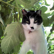 Sony, a Black Domestic Shorthair Cat