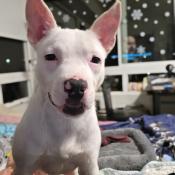 Zeus, a White Bull Terrier Mix Dog