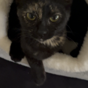 Unity, a Black, Dark-brown, Blonde Domestic Shorthair Cat