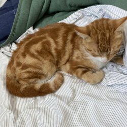 {petName}, a Orange Domestic Shorthair Cat