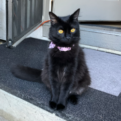 {petName}, a Black Domestic Shorthair Cat