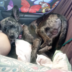 {petName}, a Black, Silver, Dark-grey, Grey, Blue, White, Dark-brown Blue Heeler Mix Dog