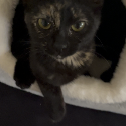{petName}, a Black, Dark-brown, Blonde Domestic Shorthair Cat