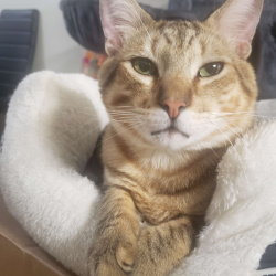 {petName}, a Brown Domestic Shorthair Cat