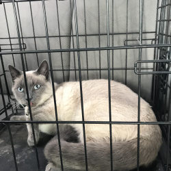 {petName}, a Grey, Tan Siamese + Domestic Shorthair (DSH) Cat