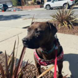 {petName}, a Brown American Pit Bull Terrier Dog
